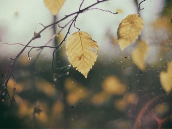 Image 1164 full 2x 343x257