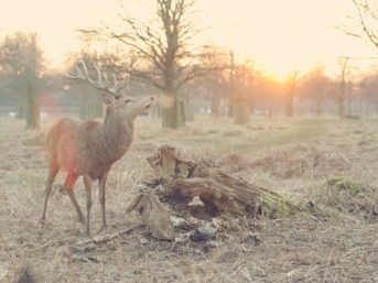 Image 1036 full 2x 343x257