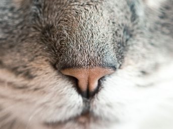 Image 1004 full 2x 343x257