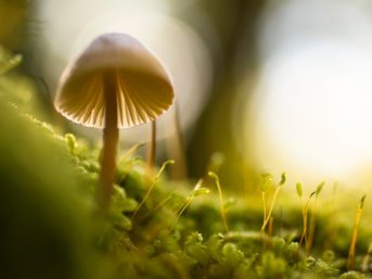 Image 0968 full 2x 343x257