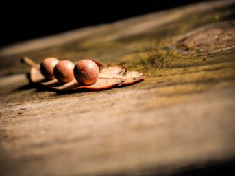 Image 0956 full 2x 343x257