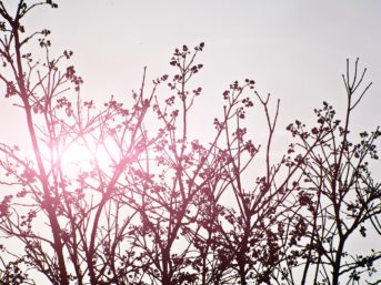 Image 0832 full 2x 343x257