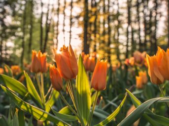 Image 0776 full 2x 343x257