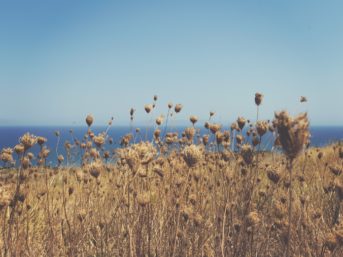 Image 0644 full 2x 343x257