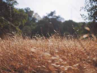 Image 0640 full 2x 343x257