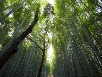 Image 0520 full 2x 343x257