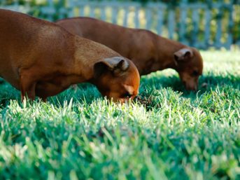 Image 0484 full 2x 343x257