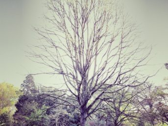 Image 0408 full 2x 343x257