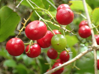 Supplejack berries by tony wills 343x257